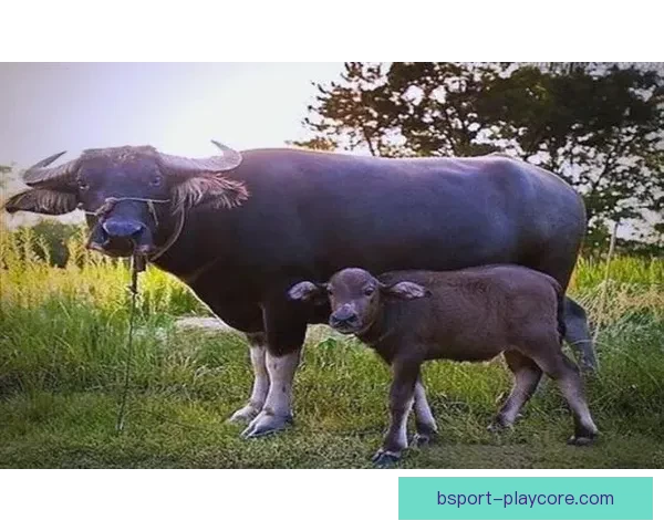 世界杯赛事深度解析与体育竞猜策略全方位指南